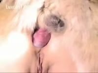 [ Bestiality Porn ] Big breasted cougar getting nailed in the a-hole by an beast
